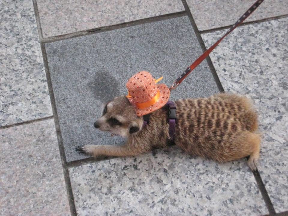 Harajuku tophat ferret