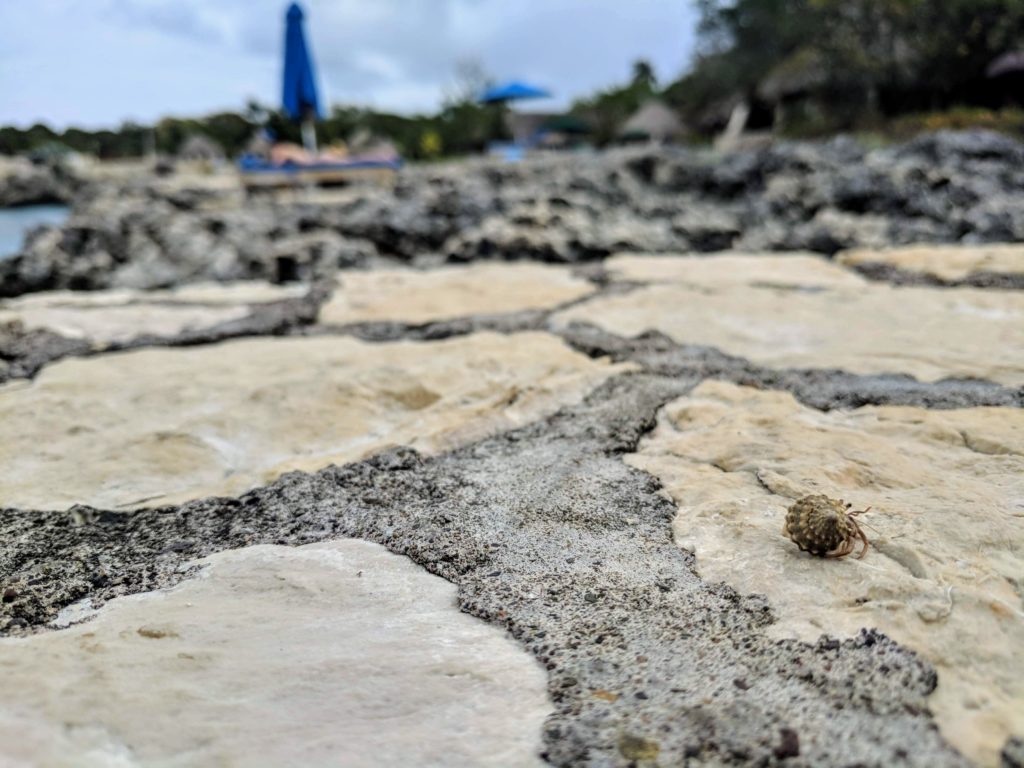 Rockhouse hermit crab