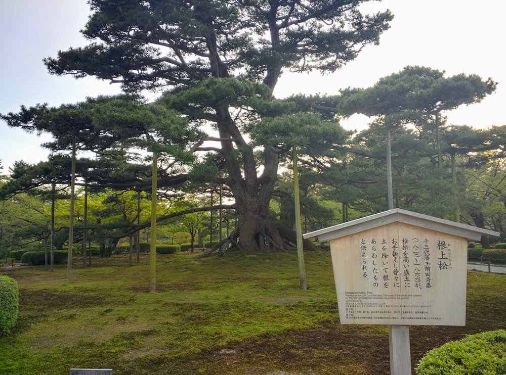 Kanazawa Kenrokuen Neagarimatsu pine tree