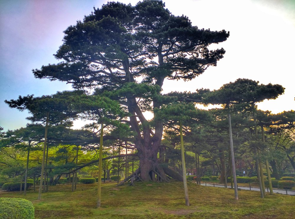 Kenrokuen Kanazawa Neagarimatsu pine tree roots
