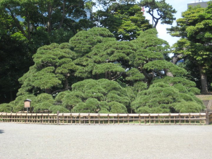 Hamarikyu old pine tree